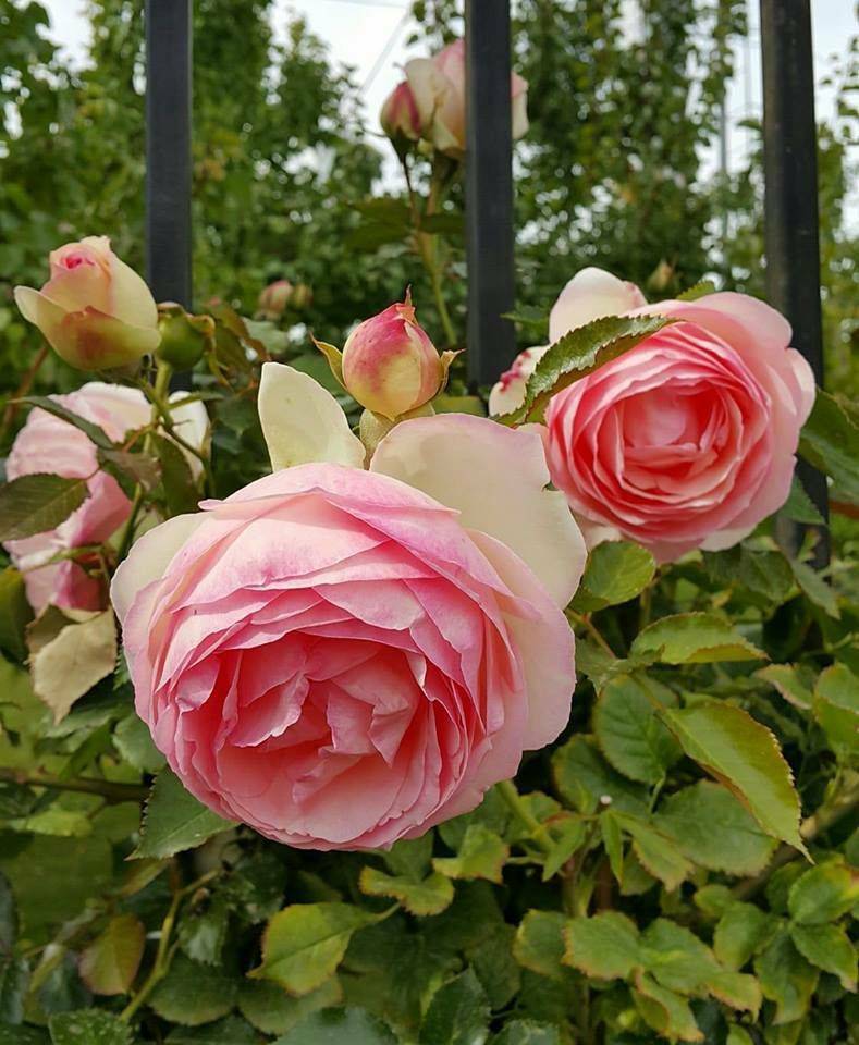 Portland International Rose Test Garden
