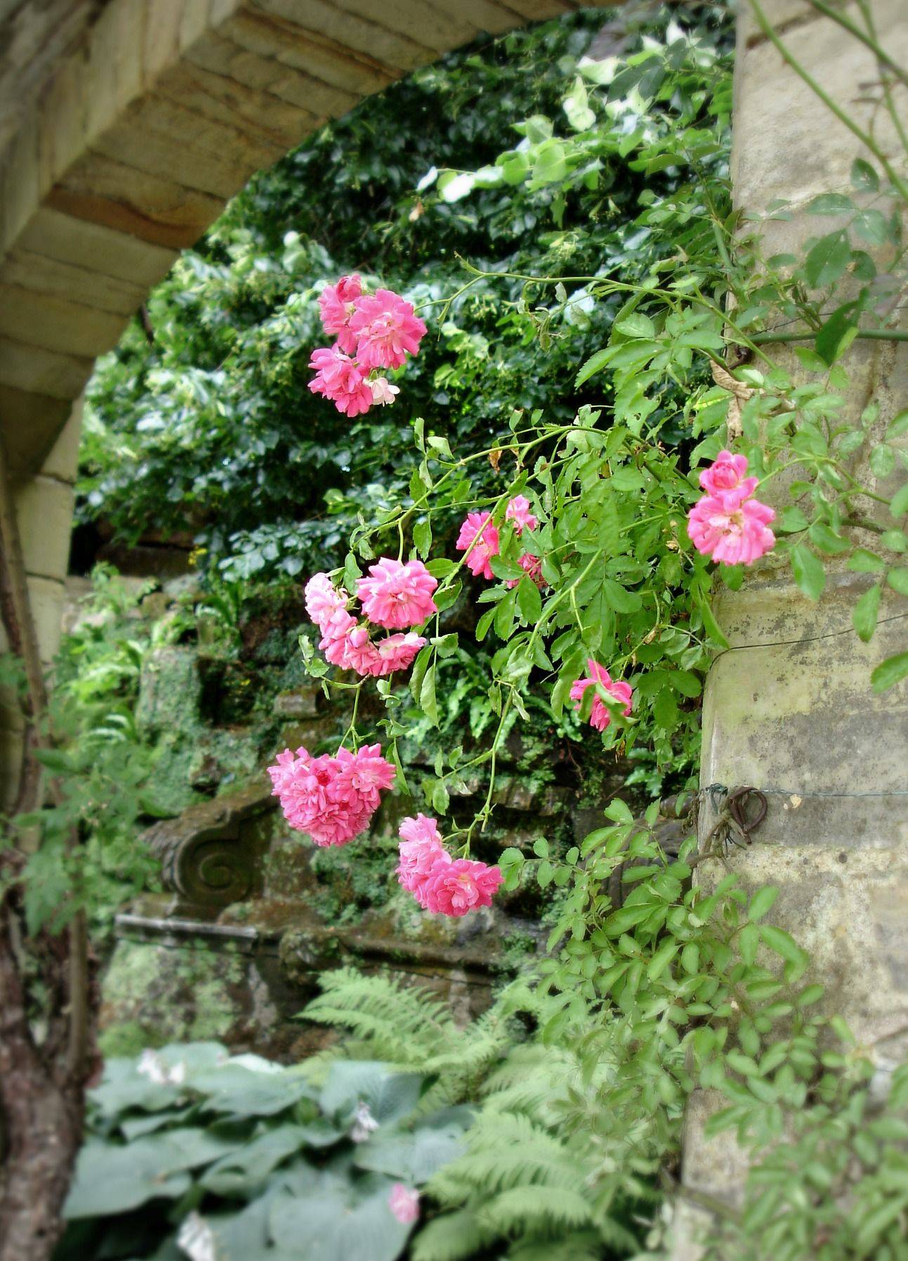 Carding Mill English Garden Rose Rose Garden Portland