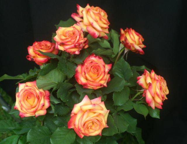 Carding Mill English Garden Rose Rose Garden Portland