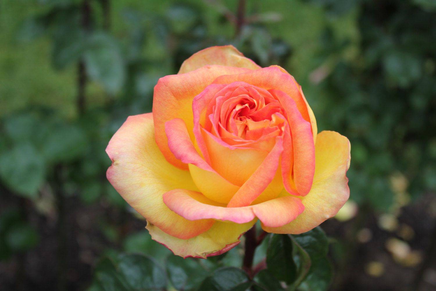 International Rose Test Garden