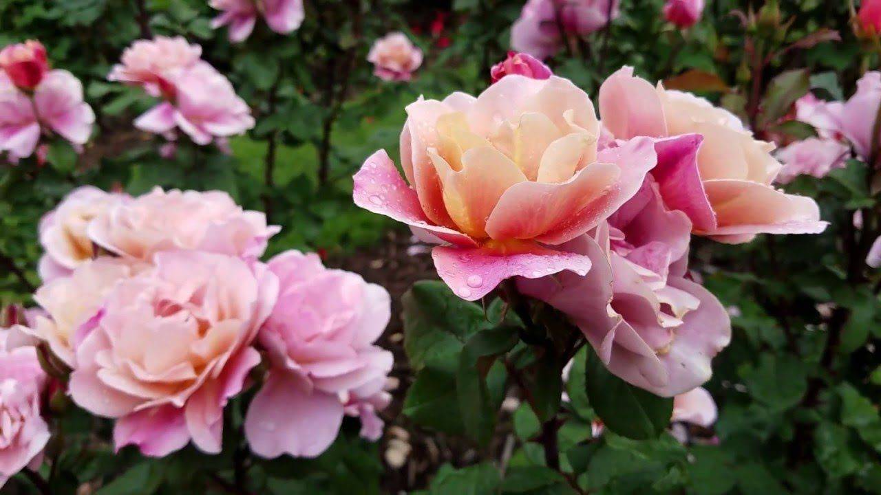 International Rose Test Garden