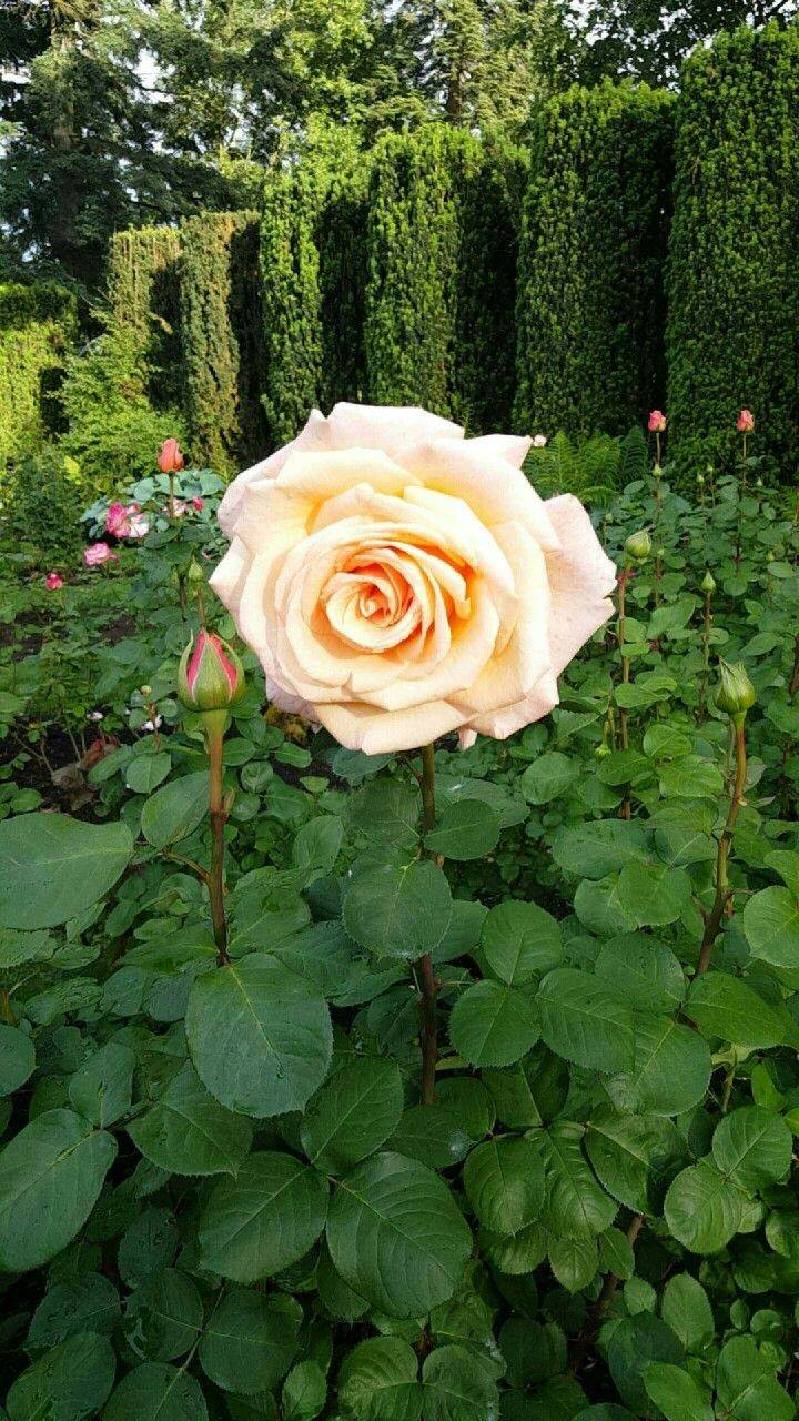 Oregon Garden Calendar