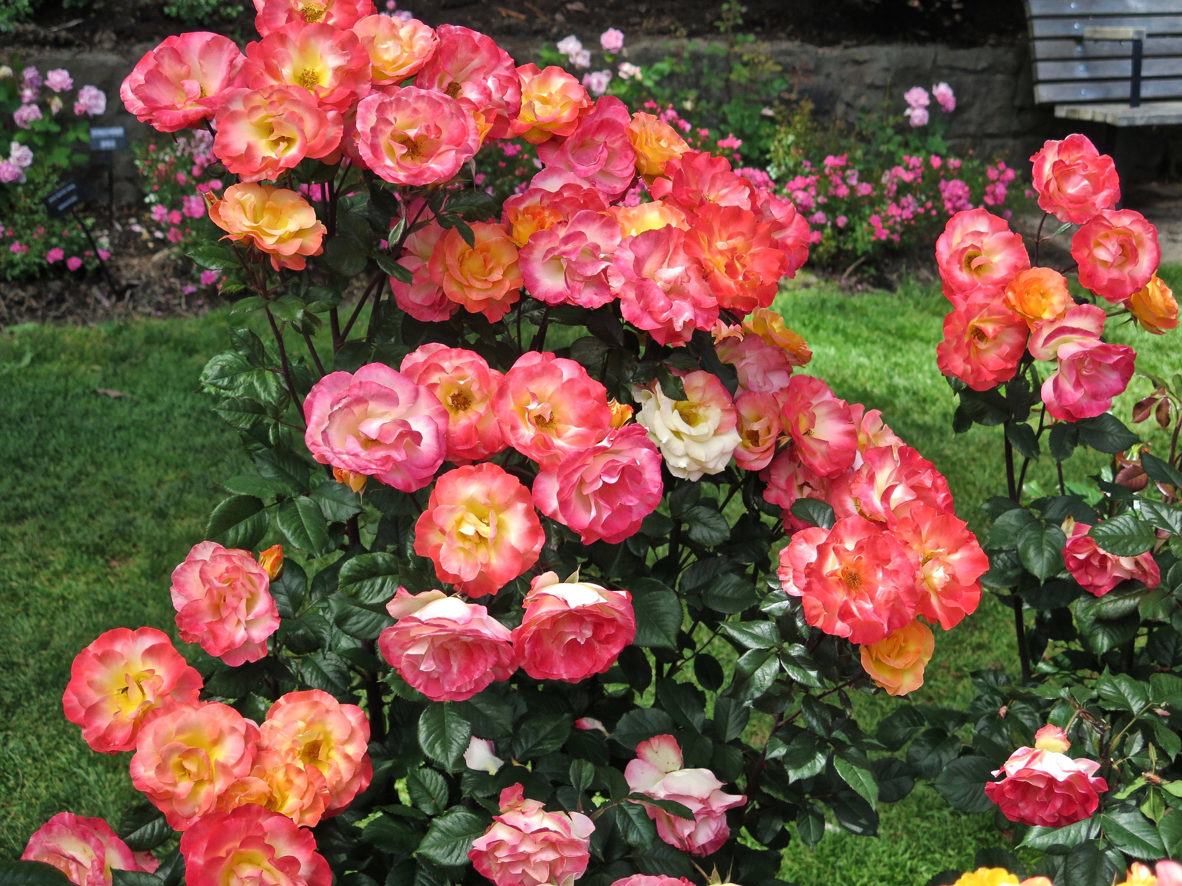 24 Pink Rose at Portland Test Garden Ideas For This Year SharonSable