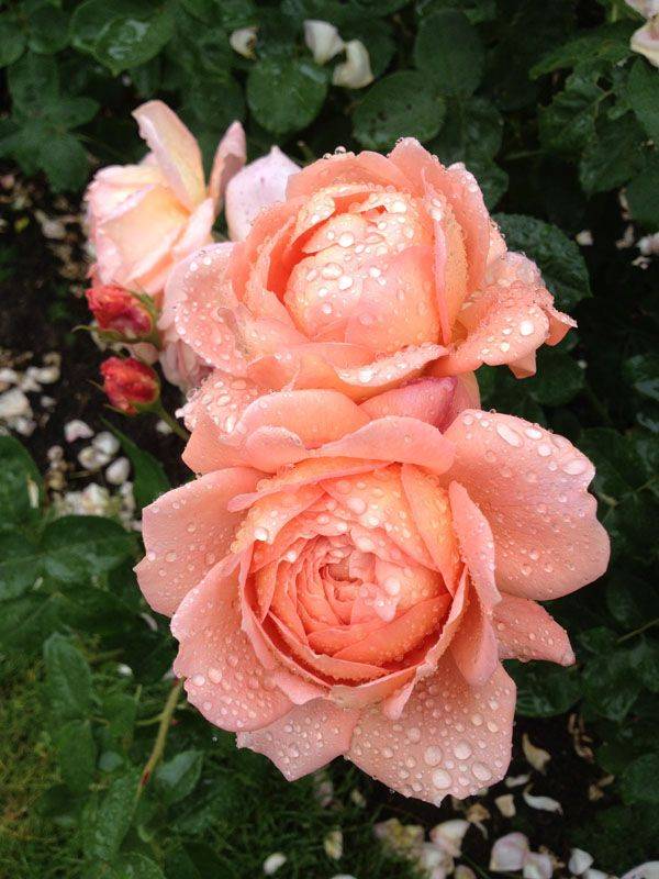 Portland Rose Garden Rose Garden
