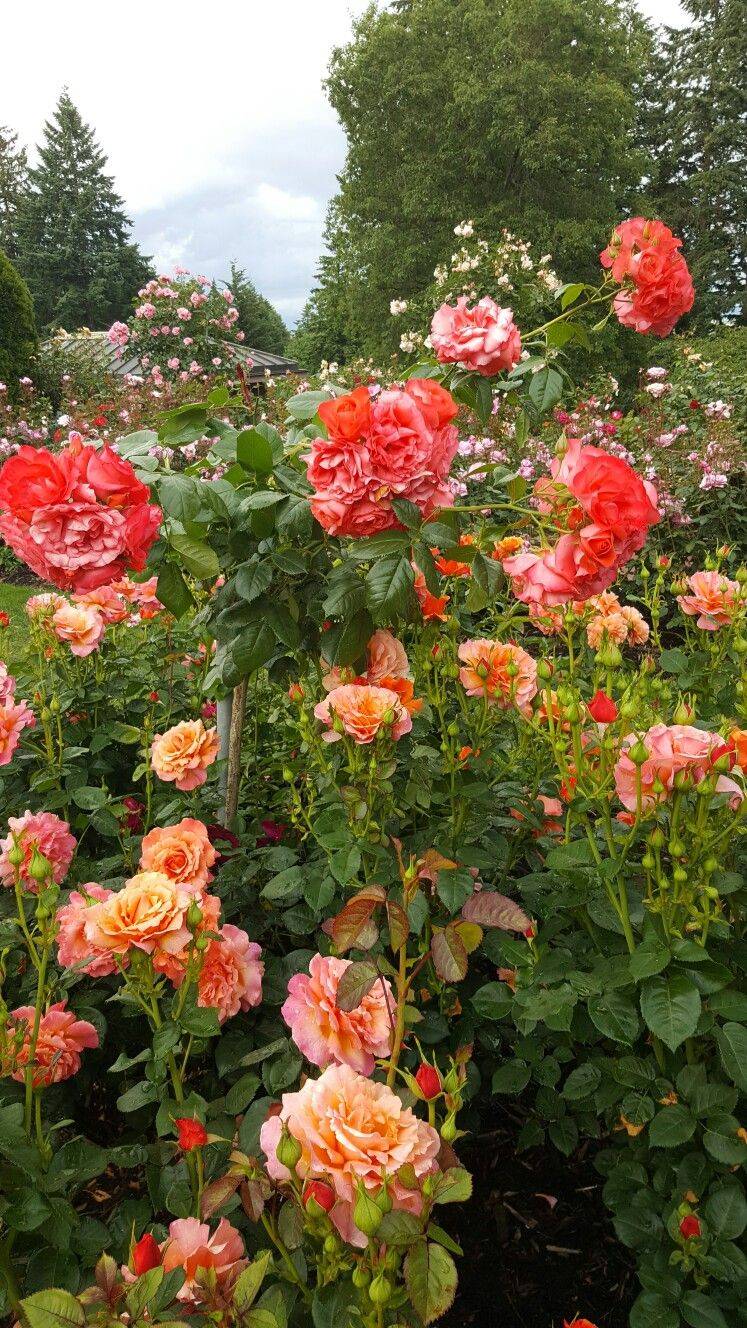 Portland Rose Garden