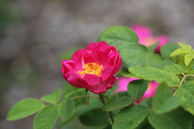 Old Garden Roses