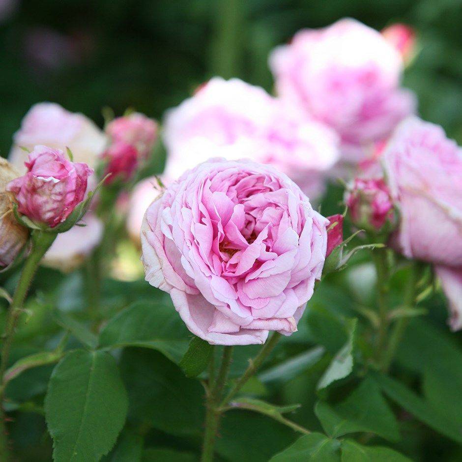 Rose Scented Products