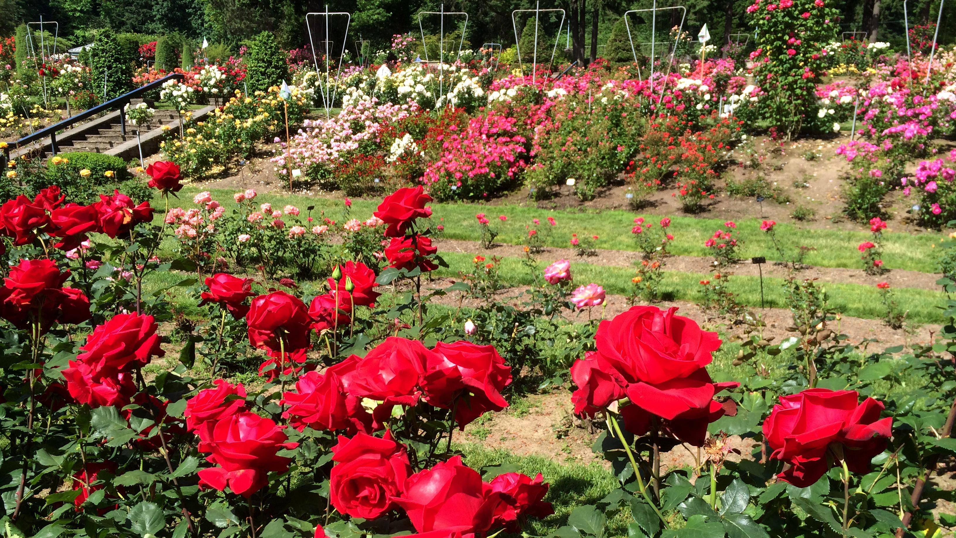 The Best Blooming Roses Portland Oregon Home