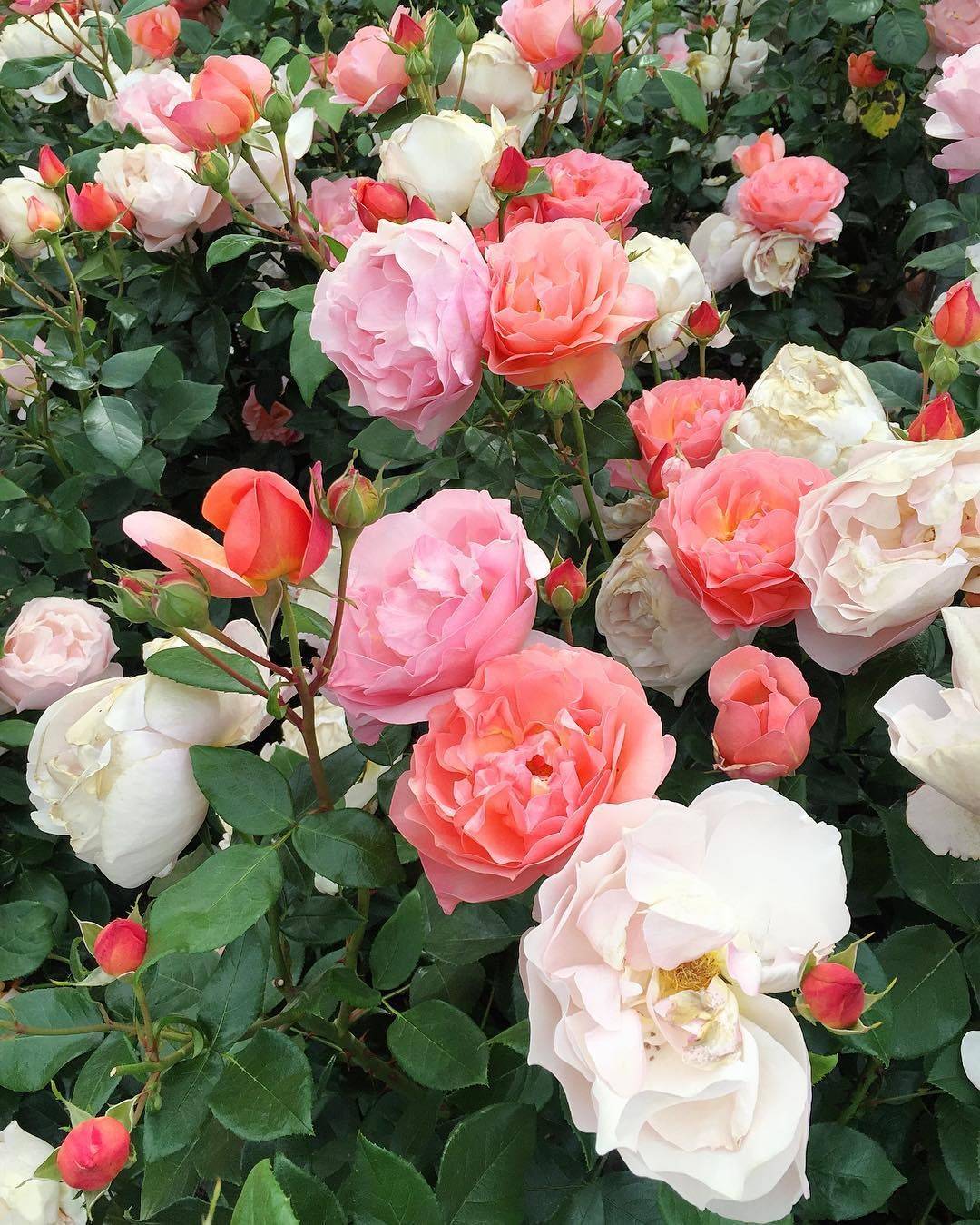 David Austin Roses