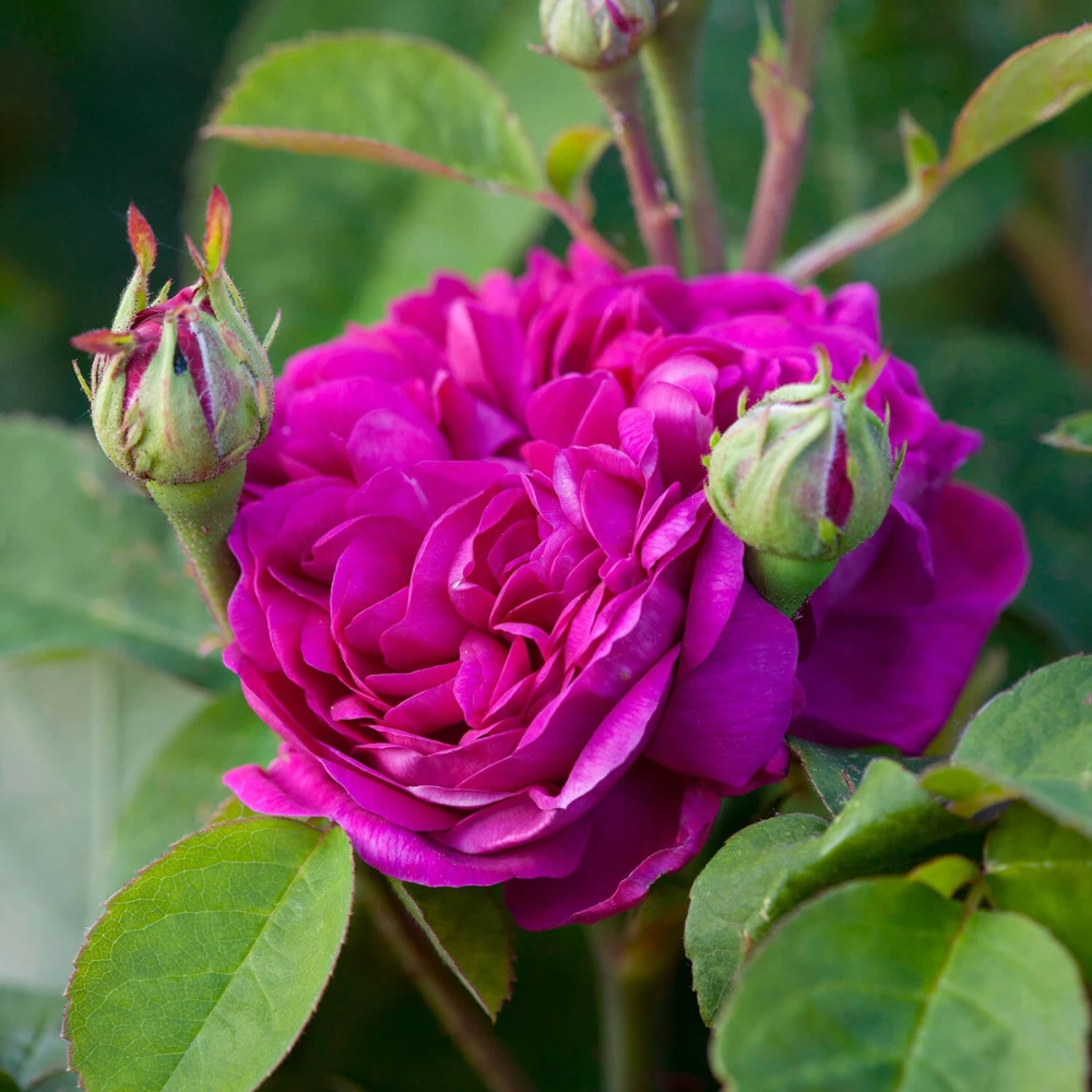 Rose Garden Portland Oregon Stock Photo Download Image Now Istock