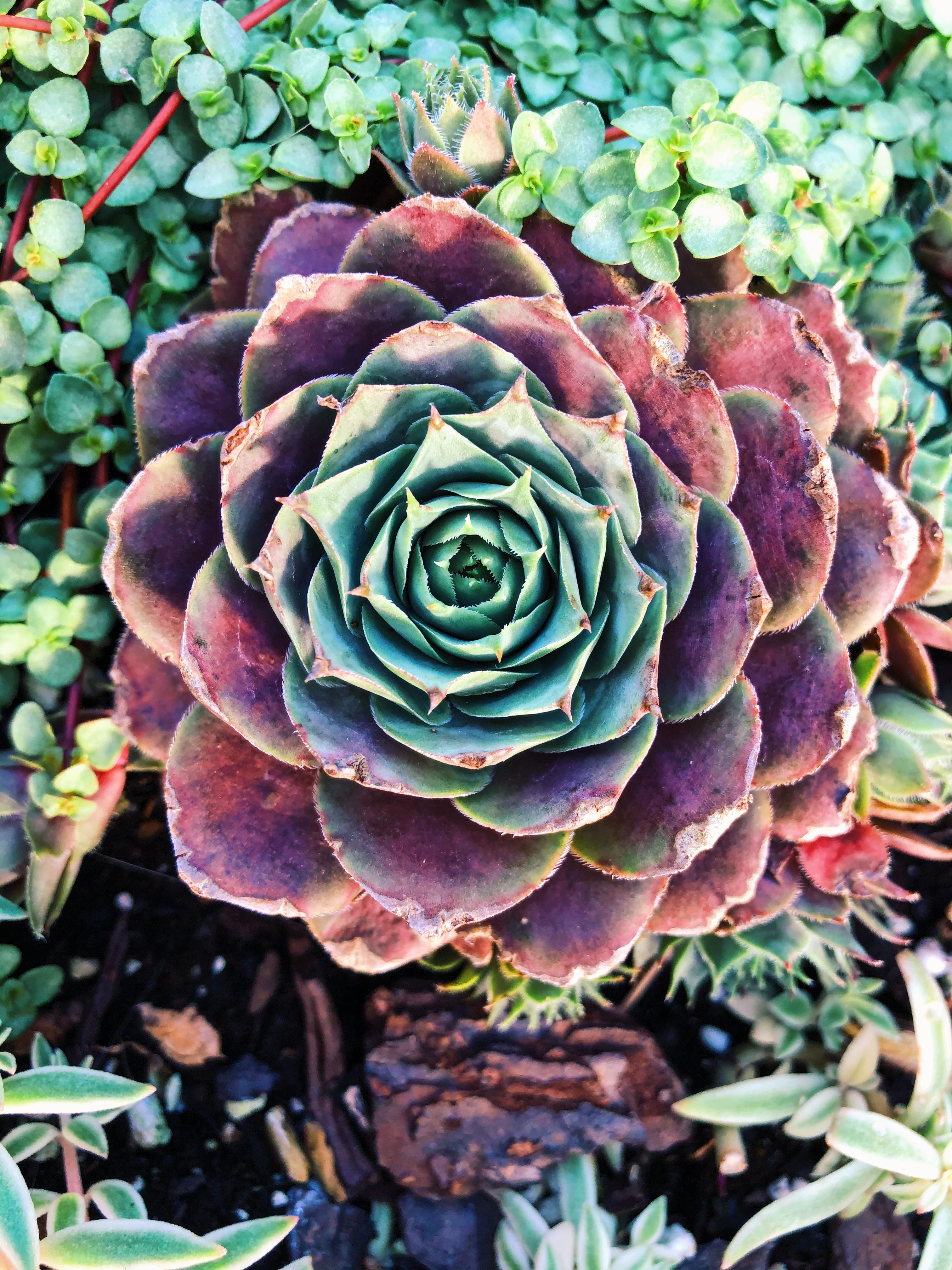 Solar Reading Bunny Sculpture Statues