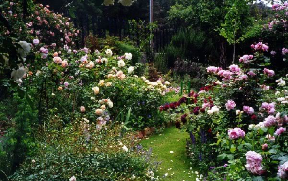 Colorful Flower Gardening