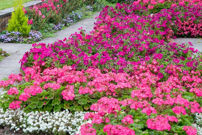 Flower Bed Backyard Landscaping Designs