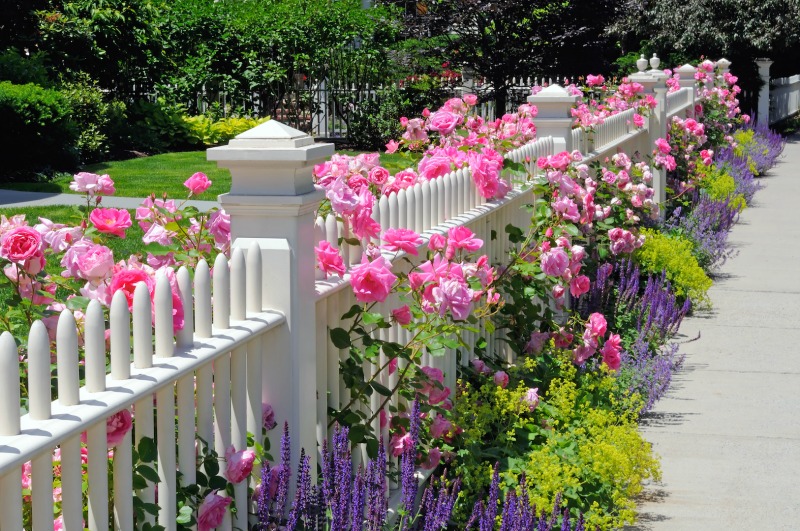 Flower Carpet Pink Red And Appleblossom Roses