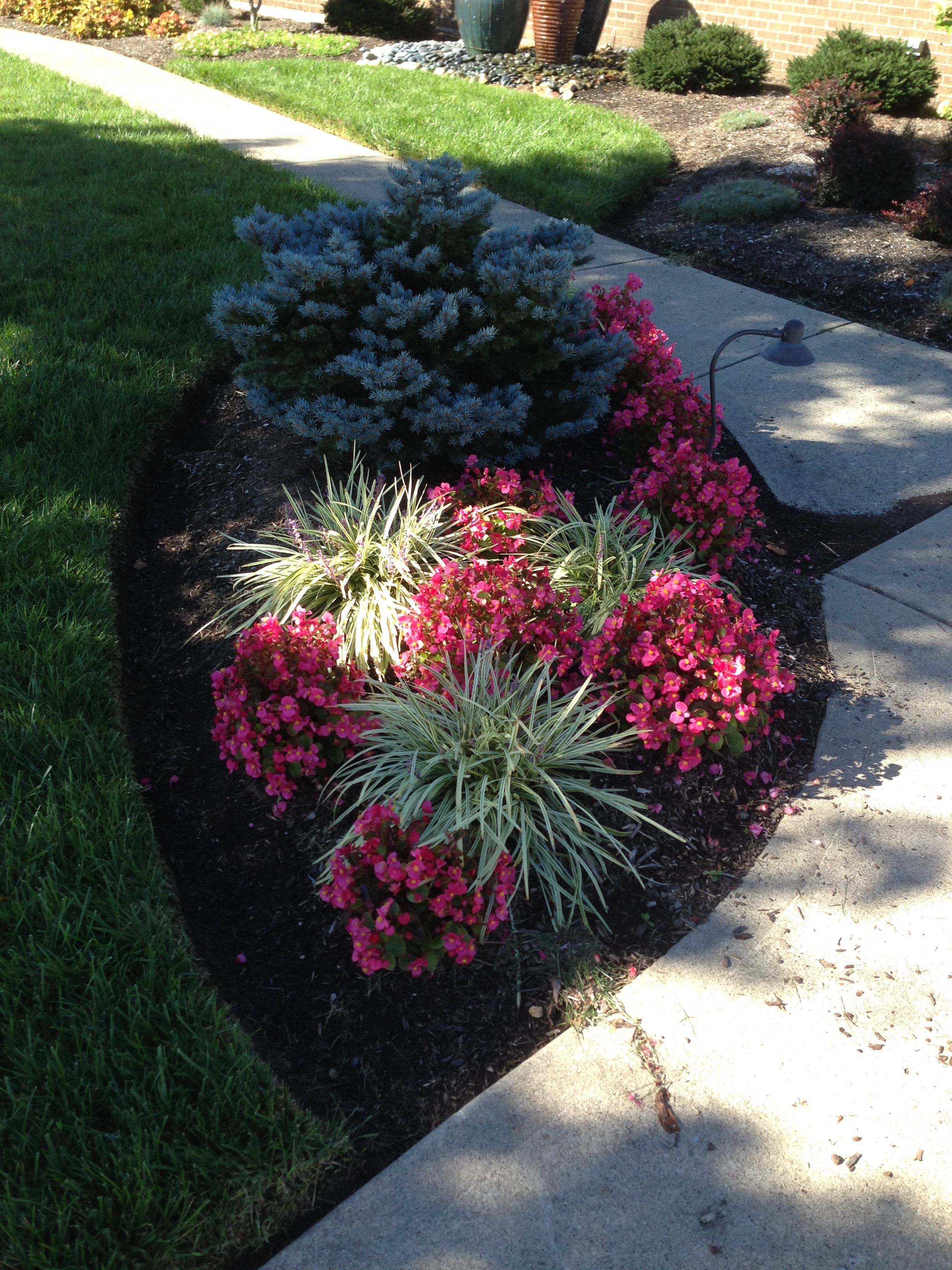 Pink Flowers