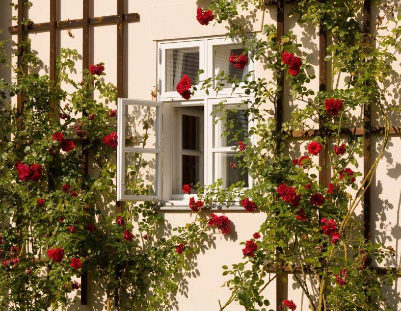 Gorgeous Gardens Climbing Roses