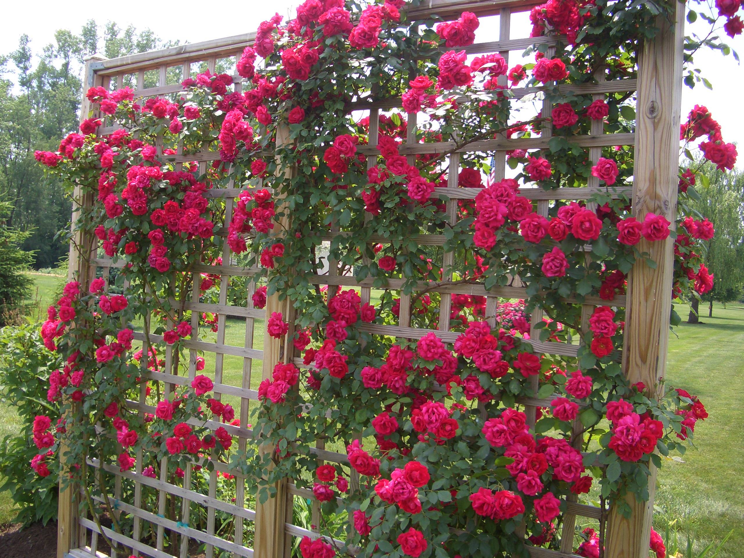 Rose Trellises Quiet Corner