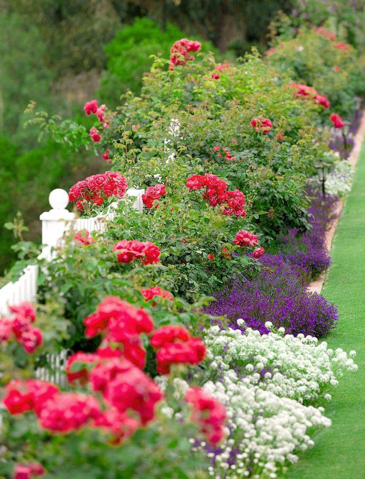 Beautiful Flowers