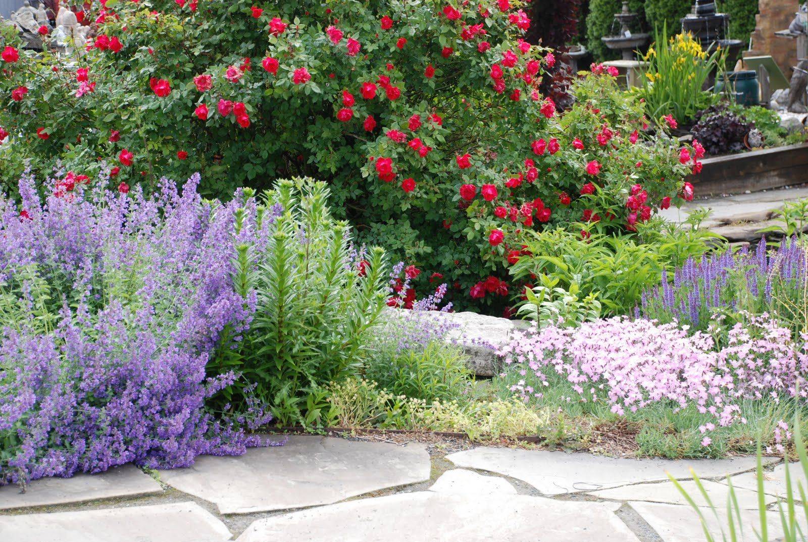 Golden Feverfew Salvia Viridis Blue Clary