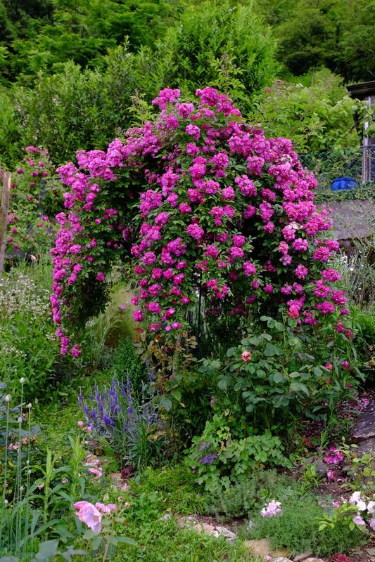 Pink Joepye Flowers