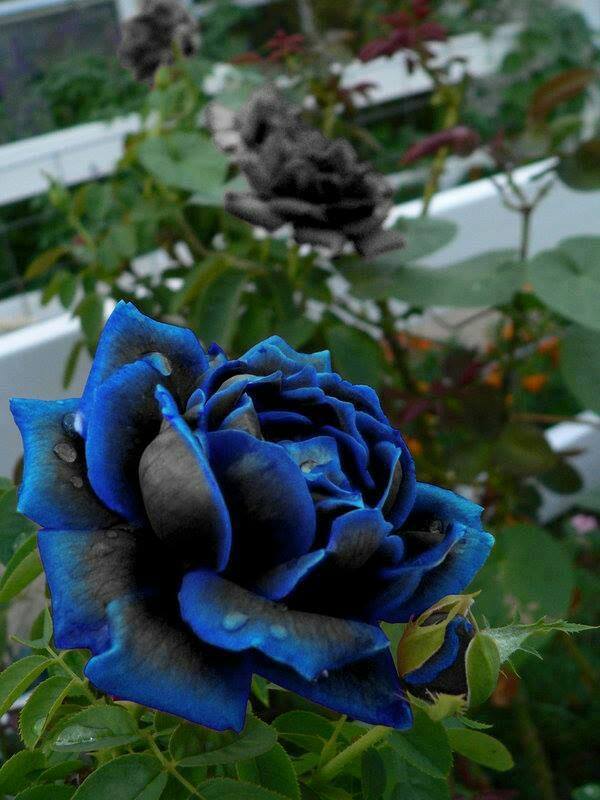 Patriotic Garden Recipe Proven Beauty Blue Flowers Garden Rose