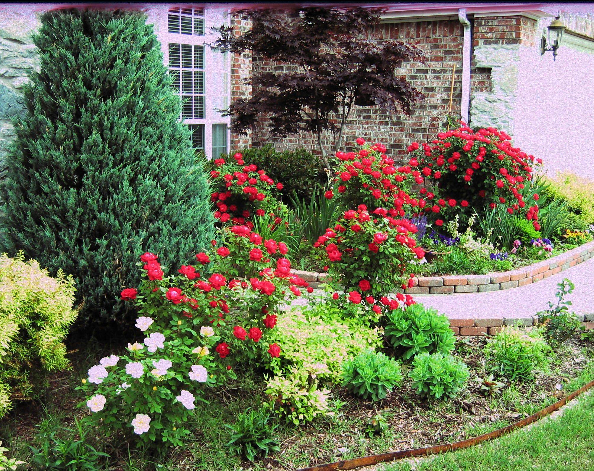 25 Front Yard Rose Garden Ideas You Should Check SharonSable