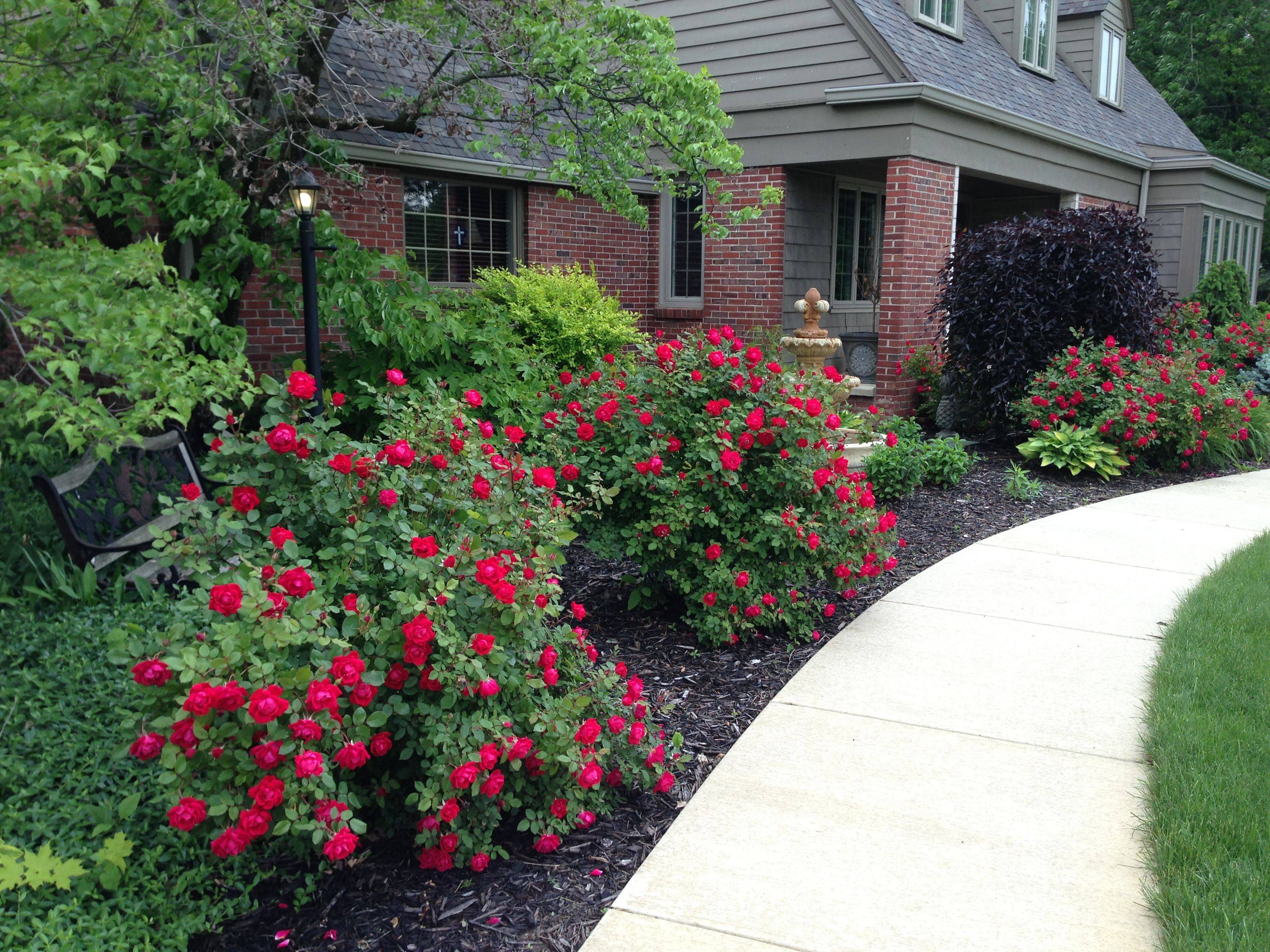25 Front Yard Rose Garden Ideas You Should Check SharonSable