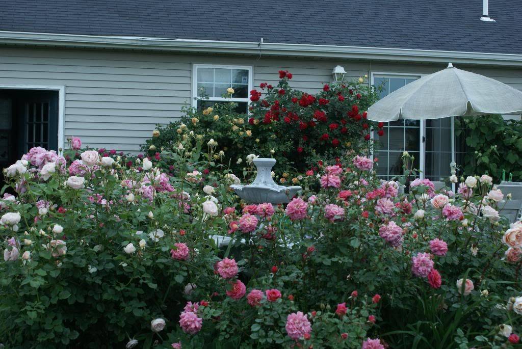 English Rose Garden