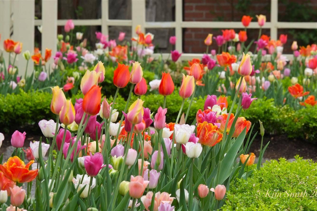 Lovely Diy Tulip Arrangement Ideas Page