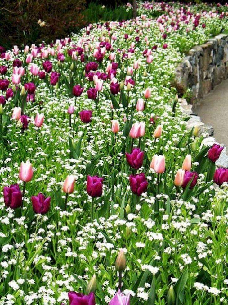 Our Tulips
