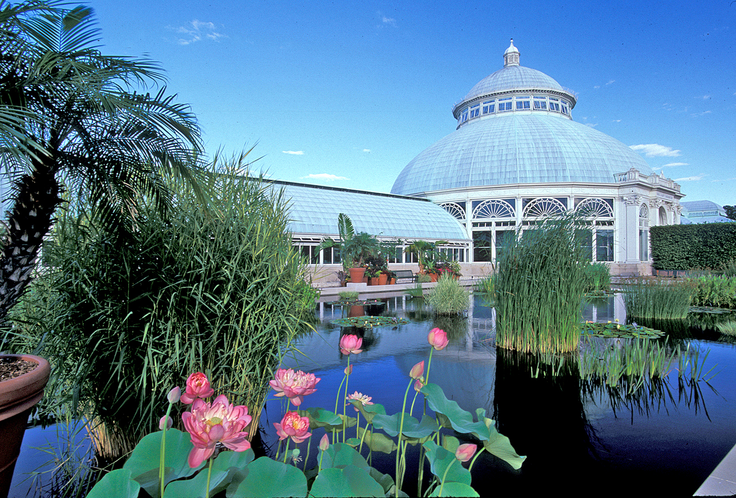 The New York Botanical Garden