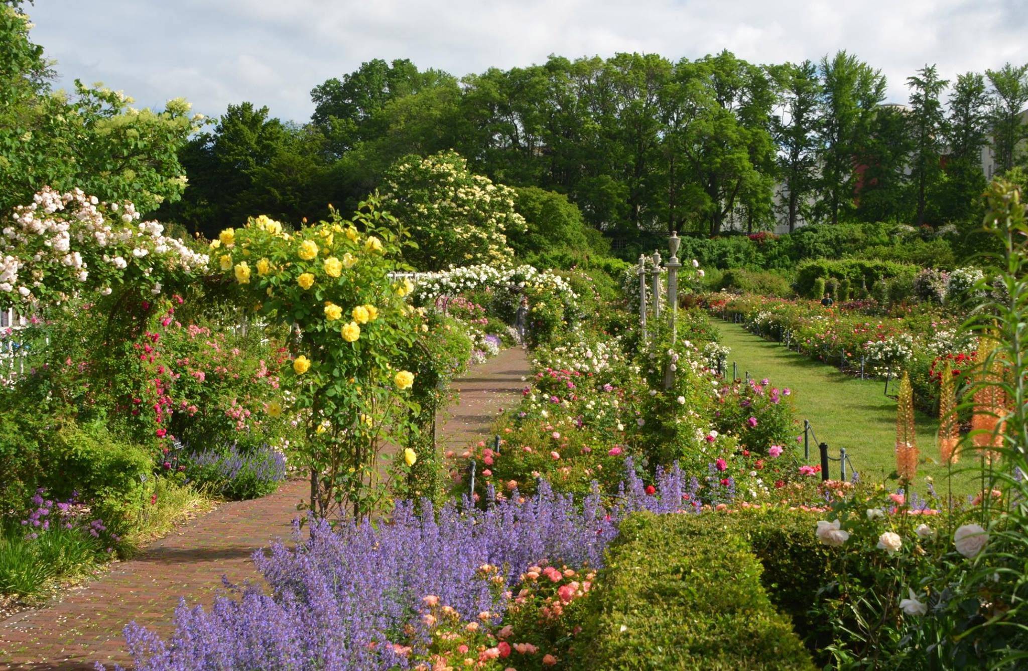 The Brooklyn Botanic Garden
