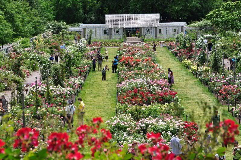 Visiting Brooklyn Botanic Garden