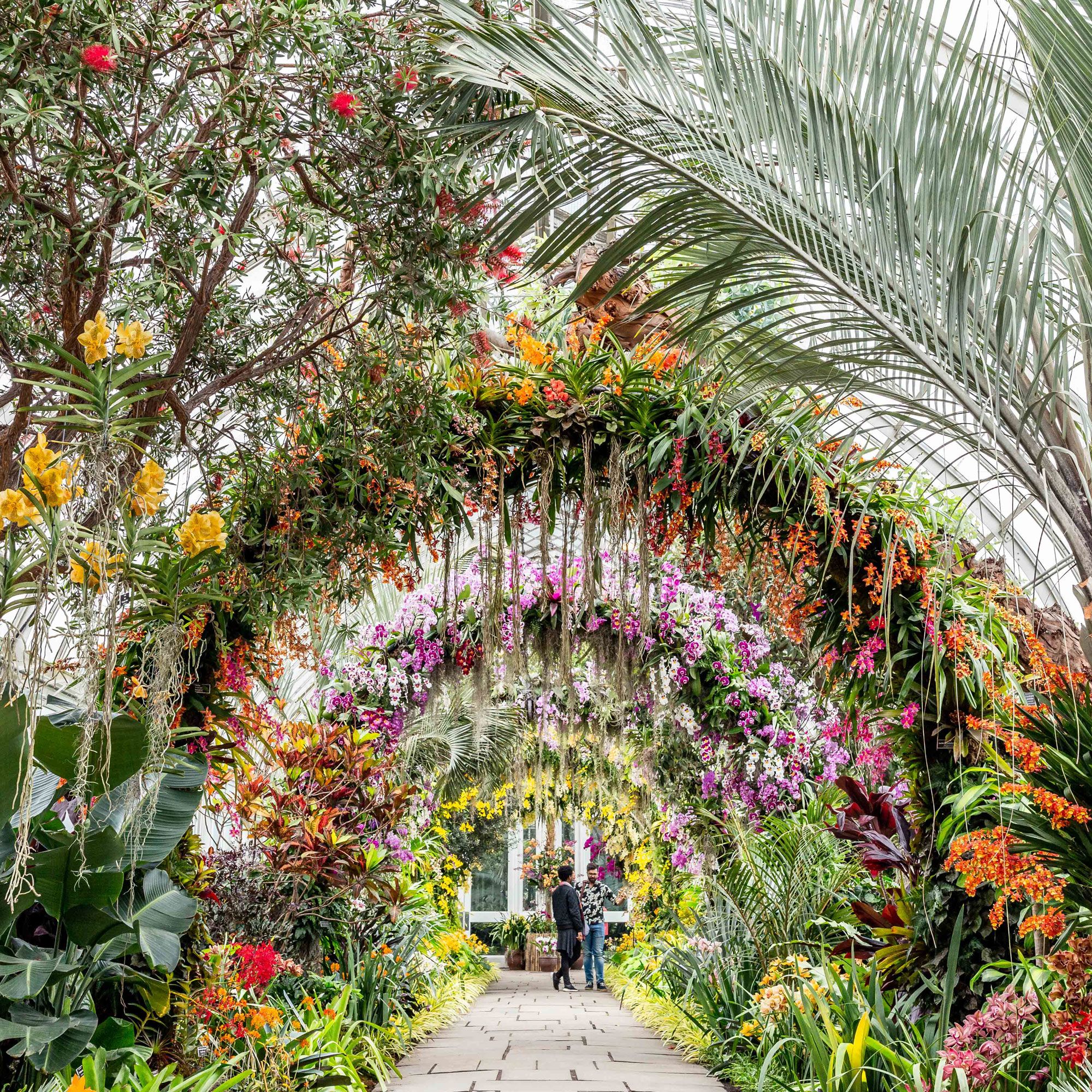 Nybg Orchid Show Orchid House