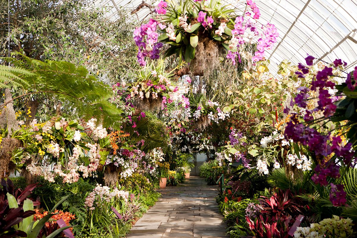 Orchid Show Bronx Botanical Gardens