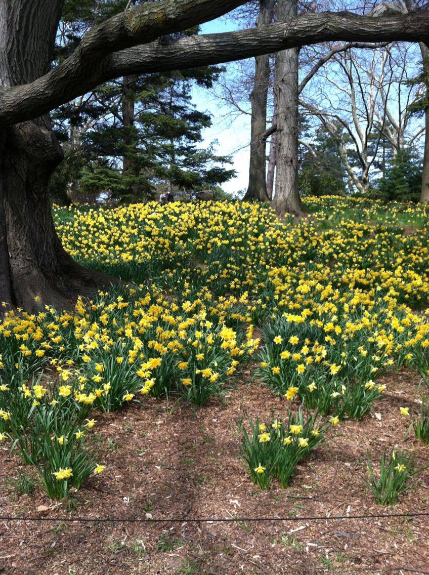 New York Botanical Garden Botanical Gardens