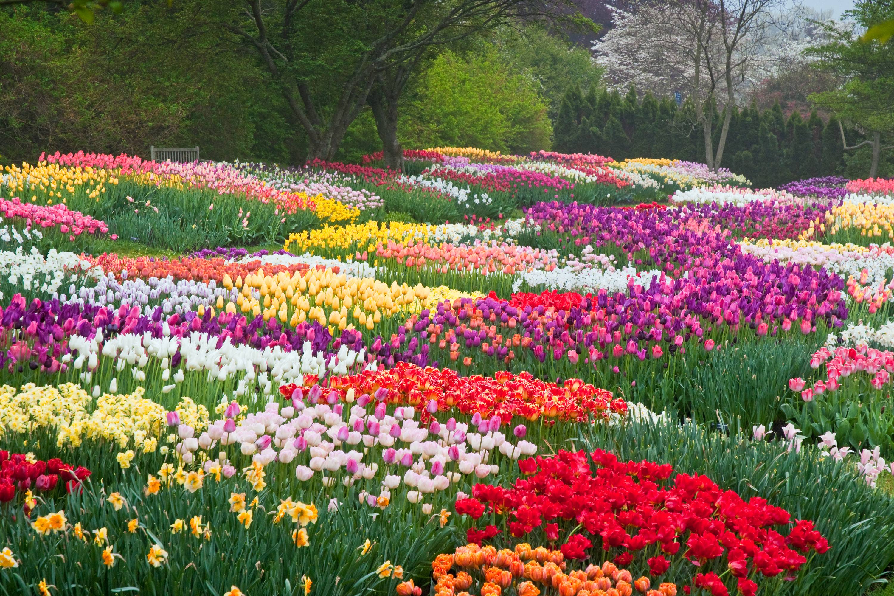 Worlds Most Beautiful Dubai Miracle Garden