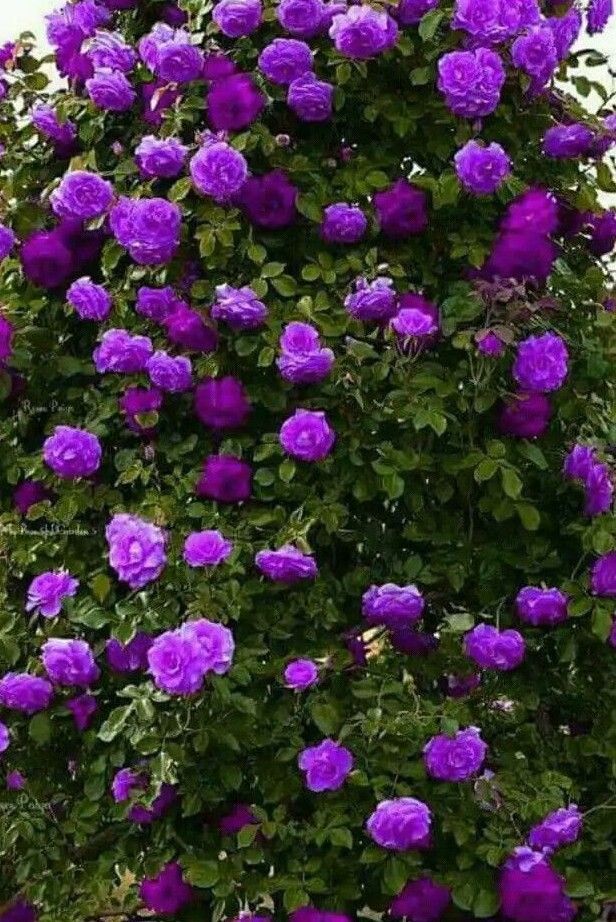 Climbing Rose Supports