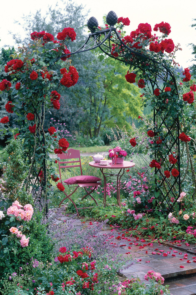 Red Rose Flower Garden Wallpaperhttprefreshroseblogspotcom