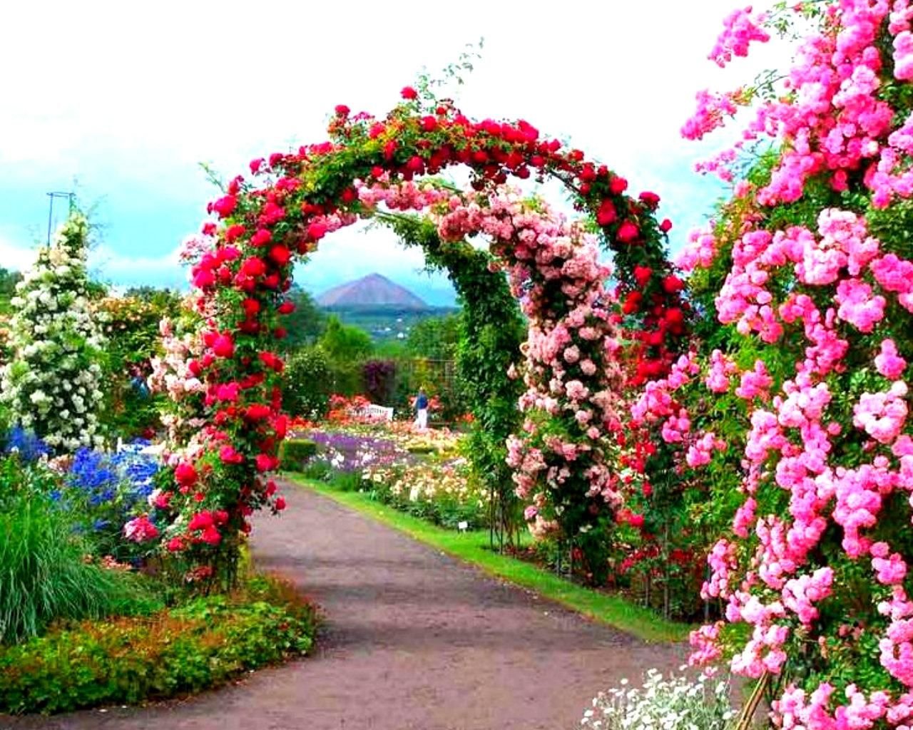 Rose Garden Wallpapers Wallpaper Cave