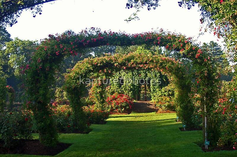 Elizabeth Park Rose Garden Address Ct Unconventional But Totally