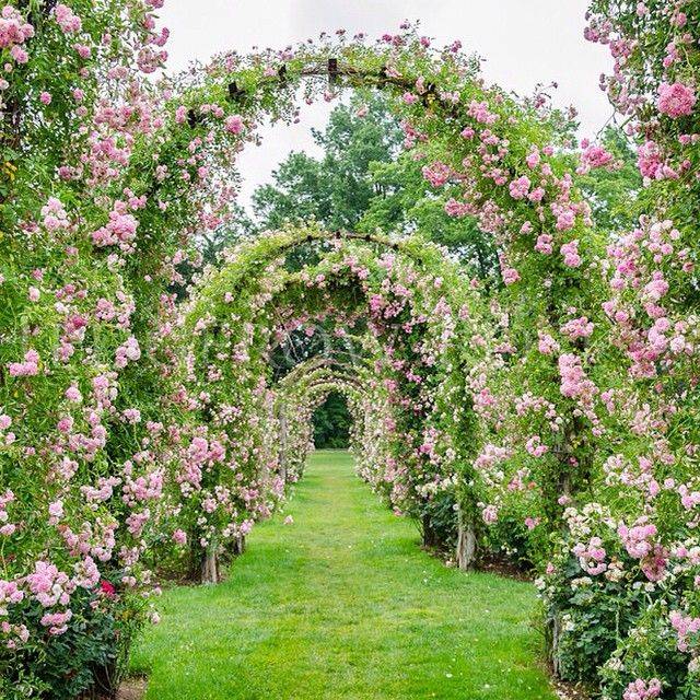 24 Elizabeth Park Rose Garden Ideas To Consider SharonSable