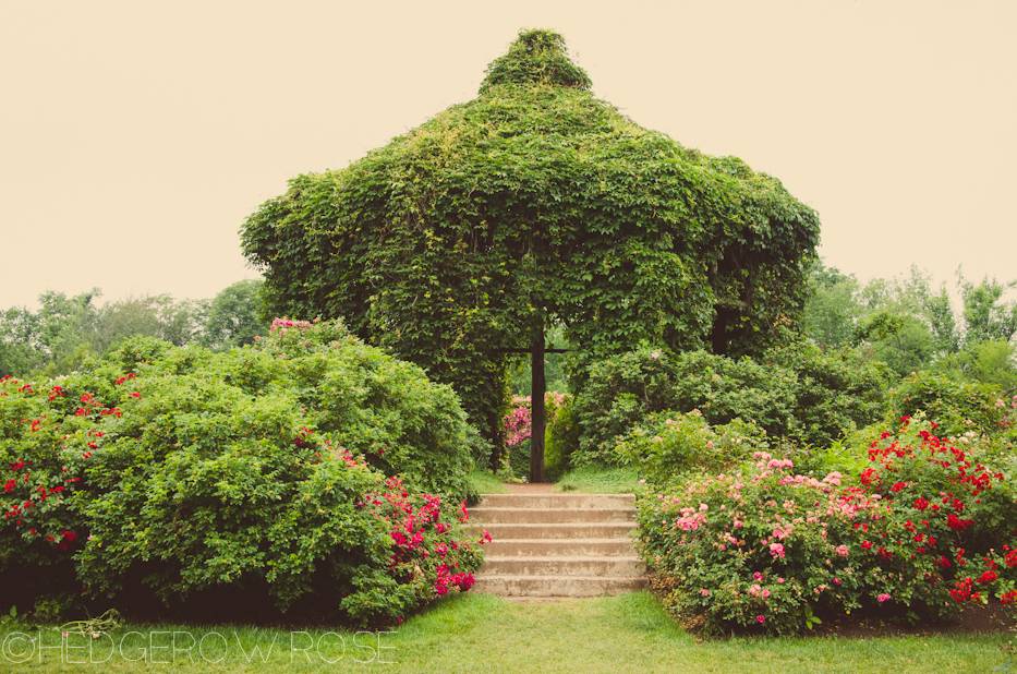 A Beautiful Rose Garden