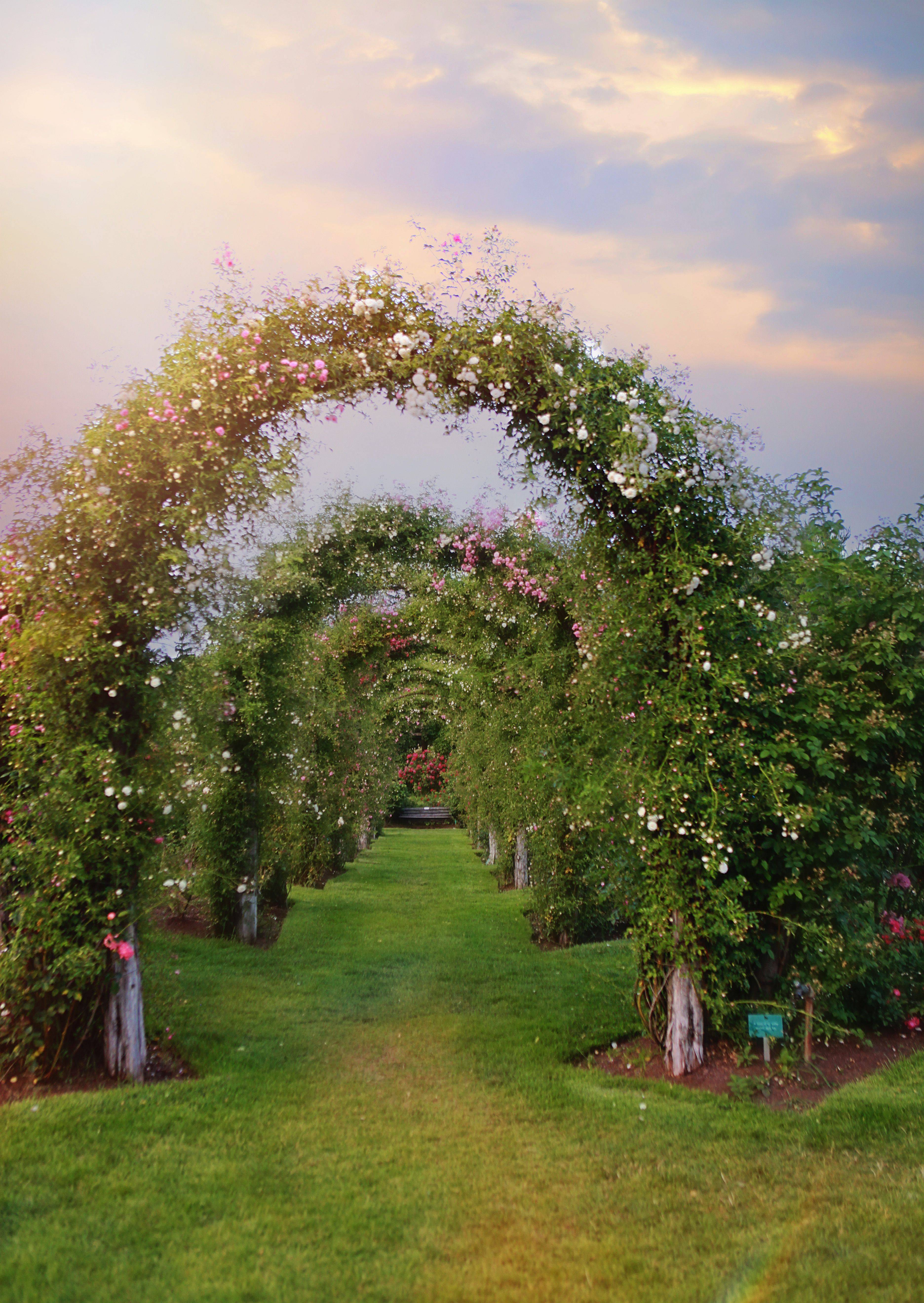 Connecticut Hartford Elizabeth Park Rose Garden Curteich