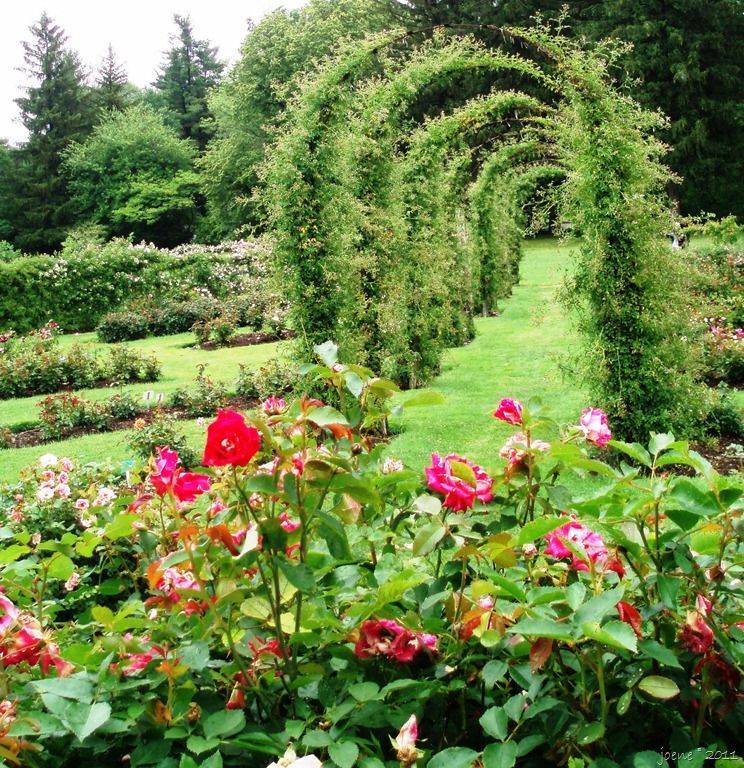 Elizabeth Park Hartford Ct Rosas