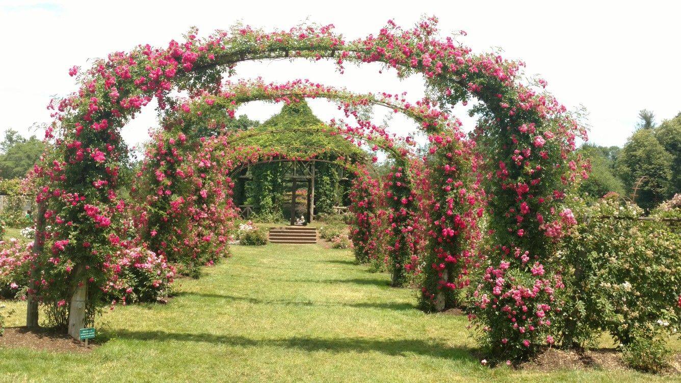 Elizabeth Park Rose Garden