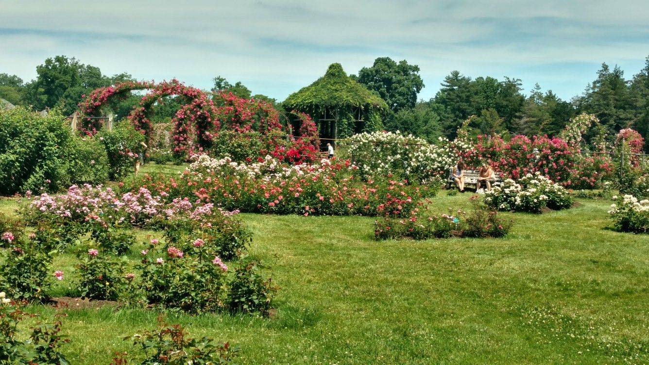 Elizabeth Park Rose Garden West Hartford Ct Unconventional But