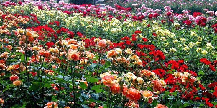 Rose Garden Chandigarh Hd Images Rose Care