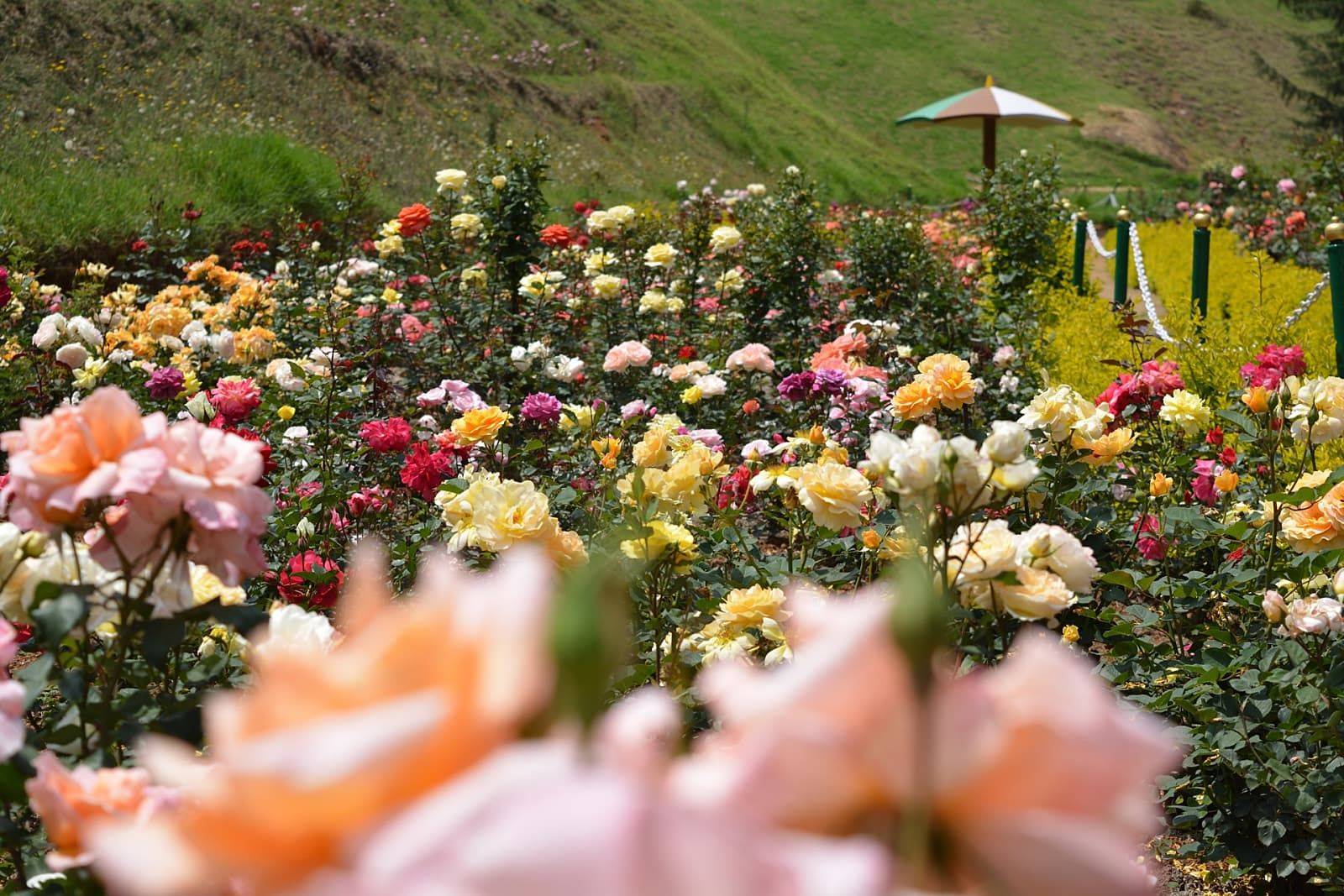 18 Rose Garden Chandigarh Ideas You Must Look SharonSable