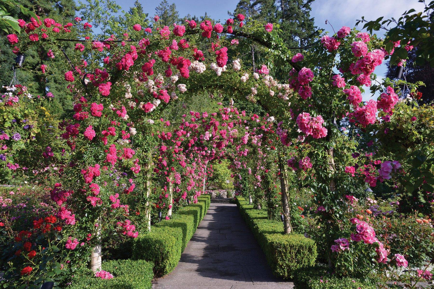Portland Rose Garden
